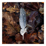 Cinderhill Woods, detail