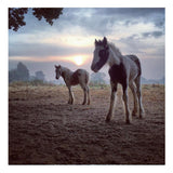Pony and foal, Yalding