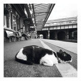 Station cat, Tonbridge