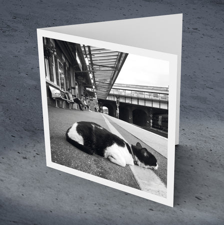Station cat, Tonbridge