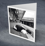 Station cat, Tonbridge